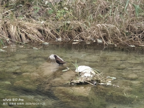 Brown Dipper