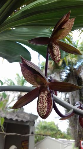 Catasetum tabulare
