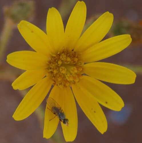 Miniseed Boneseed (Osteospermum microcarpum)
