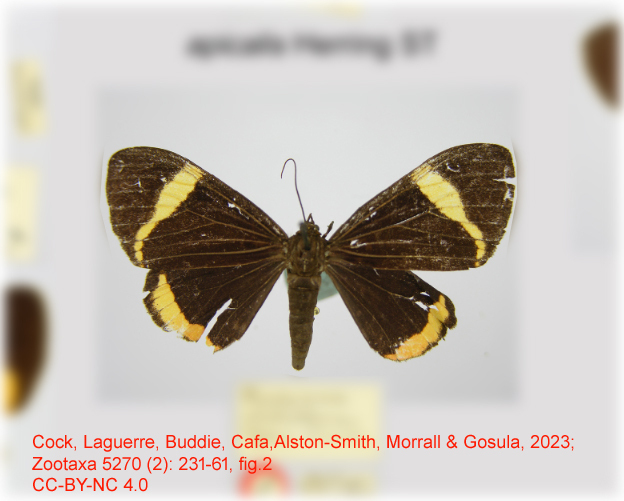 Calodesma dilutana