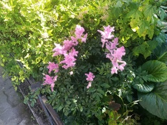 Astilbe japonica