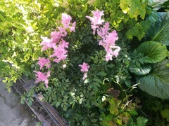 Astilbe japonica