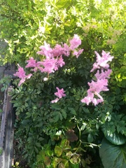 Astilbe japonica