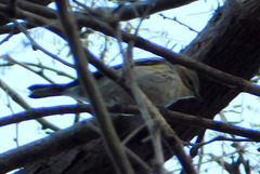 Setophaga coronata coronata × auduboni