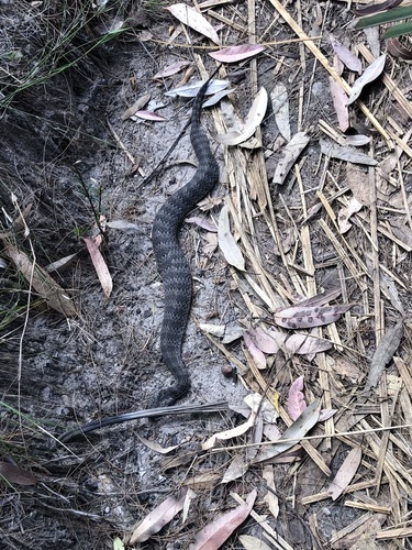 Southern Death Adder sighting