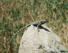 Steppe Agama photo 4