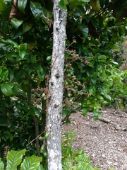 Davidsonia jerseyana