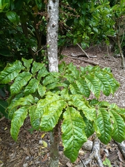 Davidsonia jerseyana