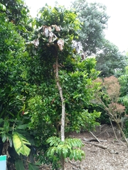 Davidsonia jerseyana