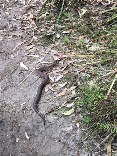 Southern Death Adder sighting