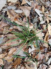 Carex jamesii