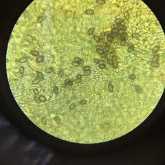 Psilocybe ovoideocystidiata