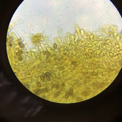 Psilocybe ovoideocystidiata