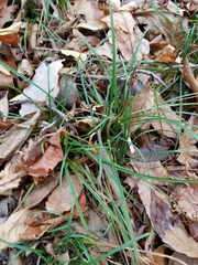 Carex jamesii