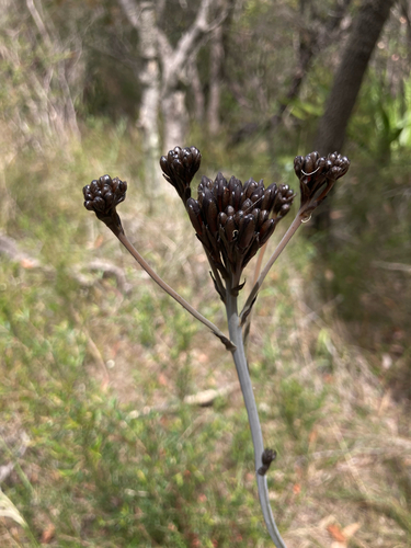 Strap-leaf Bloodroot (Haemodorum planifolium)