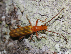 Stenoderus concolor