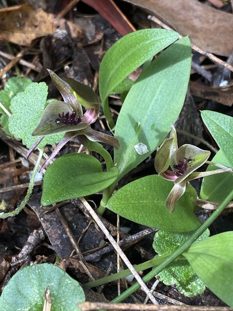 Chiloglottis jeanesii