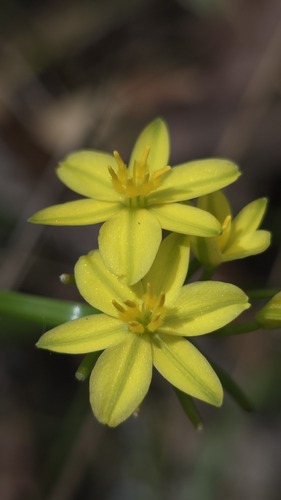 Yellow Rush Lily (Tricoryne simplex)
