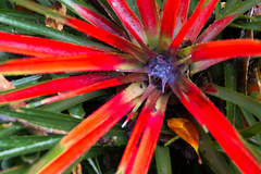 Fascicularia bicolor