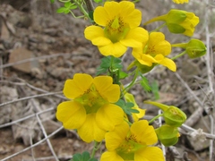 Tropaeolum beuthii