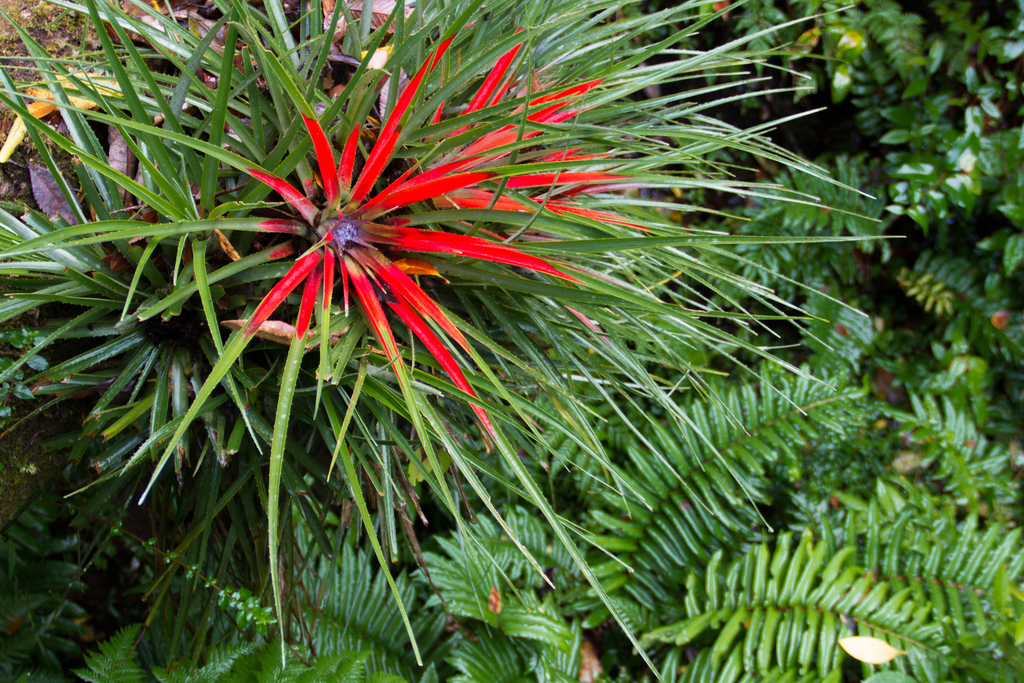 Rhodostachys (Fascicularia bicolor) · iNaturalist