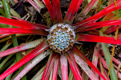 Fascicularia bicolor