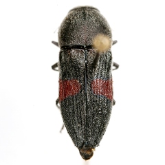 Paratyndaris cincta