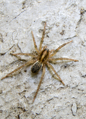 Trochosa terricola