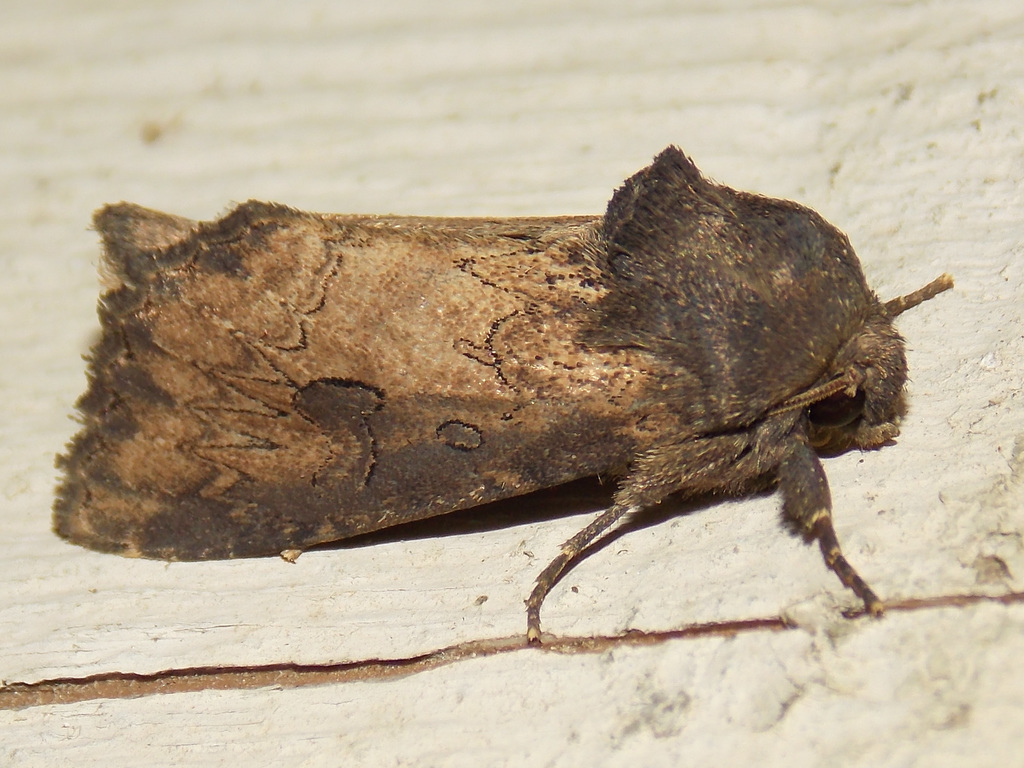 iris borer