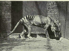 Thylacine photo 5