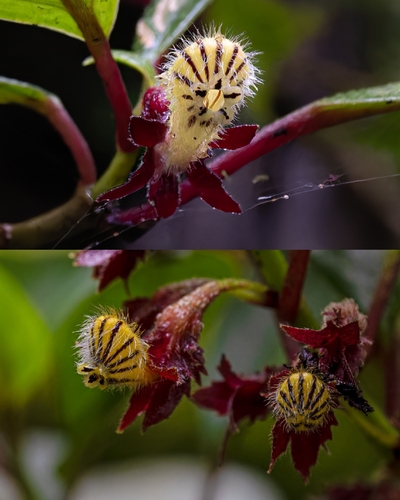 Nematanthus tessmannii, photograph 2
