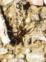 Castianeira cingulata