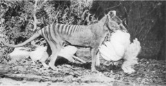 Thylacine photo 3