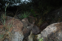 Perityle rupestris albiflora