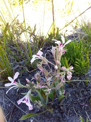 Pelargonium longifolium
