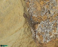 Tenuidactylus caspius