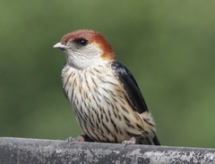 Greater Striped-Swallow photo 3