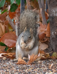Sciurus niger