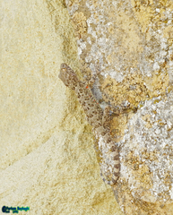 Tenuidactylus caspius