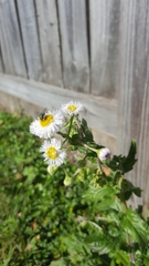 Erigeron