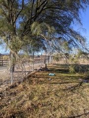 Parkinsonia aculeata