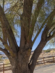 Parkinsonia aculeata