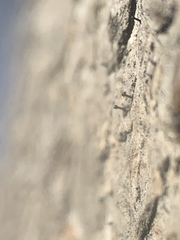 Phaeocalicium curtisii