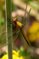 Erythrodiplax connata