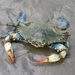 Atlantic Blue Crab - Photo (c) jere7my tho?rpe, some rights reserved (CC BY-NC-SA)