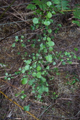 Coprosma spathulata