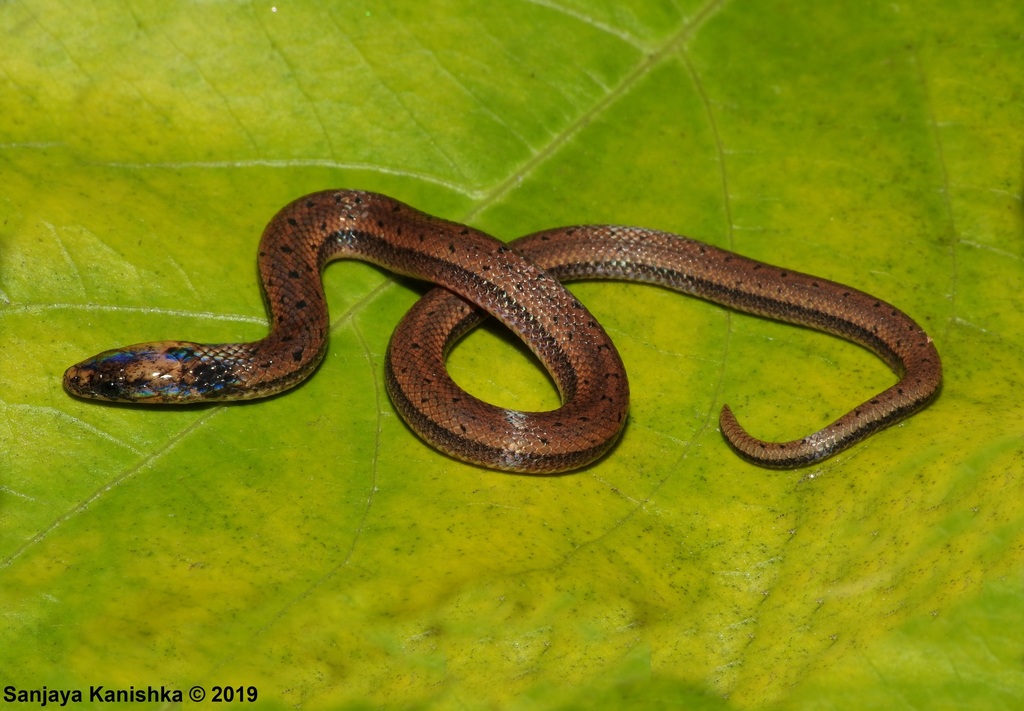 Boie's Rough-sided Snake (Aspidura brachyorrhos) · iNaturalist Guatemala