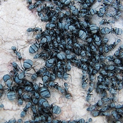 Camponotus micans