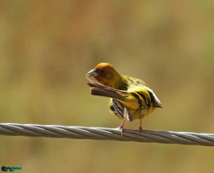 Emberiza bruniceps