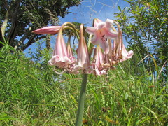 Crinum lineare
